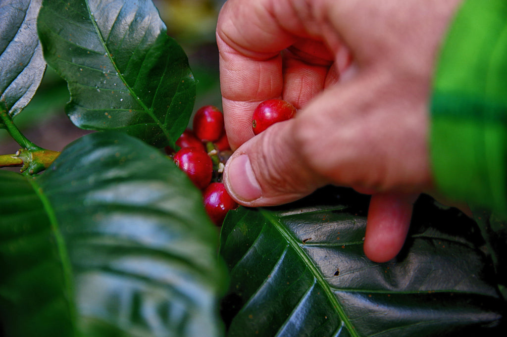 Sustainable Coffee, Thriving Communities: How Your Morning Cup Impacts Our Planet